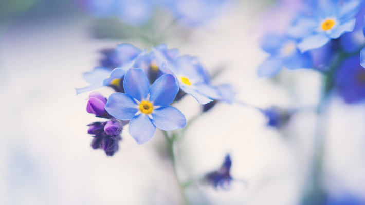 vergeet me niet - afscheidswensen - uitvaartwensen - verlies - rouw - verdriet - afscheid - uitvaart organiseren